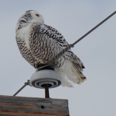 Snowy Owl