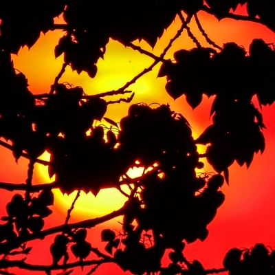 Orange Sunshine