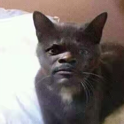 bokep's avatar