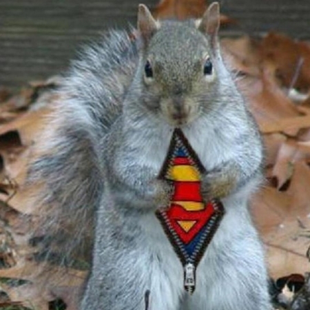 Onlythesquirrel's avatar